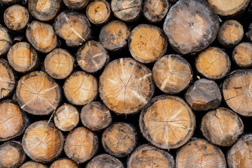 Texture of stacked tree trunks. Tree stumps background. Pattern of trees cut section. Cutted trees,  wood stock photo.