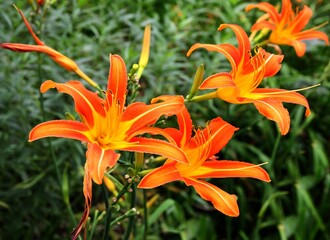 orange flower of lily in the garden