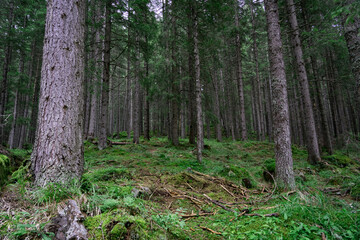 Dark forest on a rainy day. Natural park with tall fir and beech trees. Mystery, nature and luxuriant vegetation of the undergrowth.