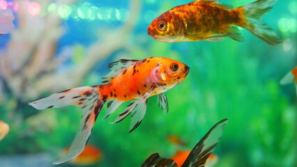 goldfish swimming in the aquarium with clear water, looks very beautiful