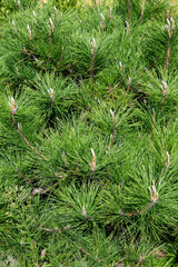 マツの断面 バージニアマツ