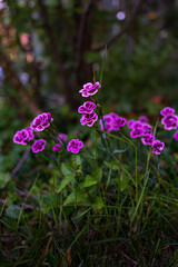 Fototapeta premium purple flowers in the garden