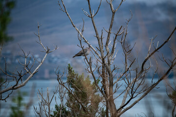 beautiful bird in natural conditions in Armenia