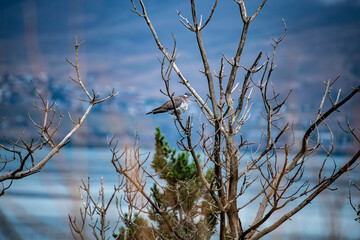 beautiful bird in natural conditions in Armenia