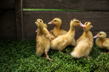 Ducklings on the grass in the fence