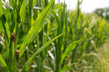 Corn grows in the garden. Agriculture, agronomy, industry