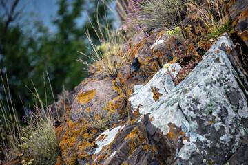 beautiful bird in natural conditions in Armenia