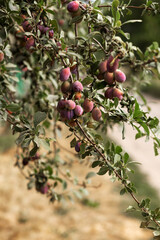 Plums on the branches of a tree. Agriculture, agronomy, industry