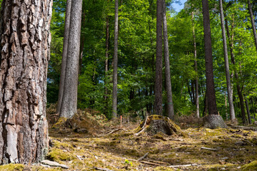 tree in the forest