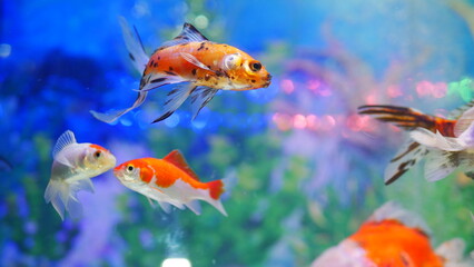 Fototapeta premium goldfish swimming in the aquarium with clear water, looks very beautiful