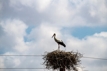 Fototapeta premium white storks flew to their nests during the day against the sky