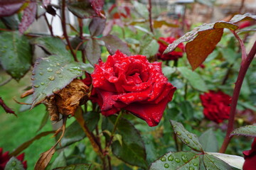 Krople deszczu na róży