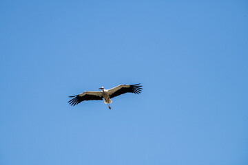 white storks fly against the blue sky on a summer sunny day