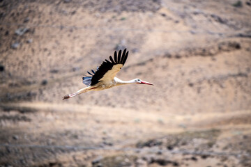 white storks fly against the blue sky on a summer sunny day