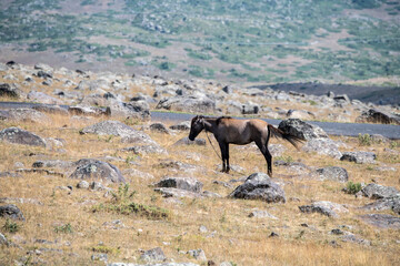 a brown horse grazes on the yellow slope of a mountain in Armenia