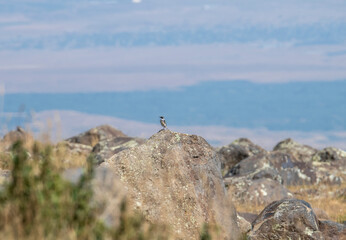 beautiful bird against the blue sky on a summer sunny day in natural conditions in Armenia