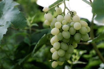 green grape