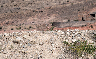 beautiful bird against the blue sky on a summer sunny day in natural conditions in Armenia