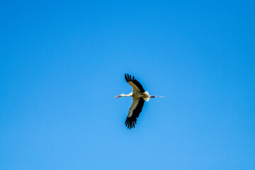 storks fly in families over green fields in search of food