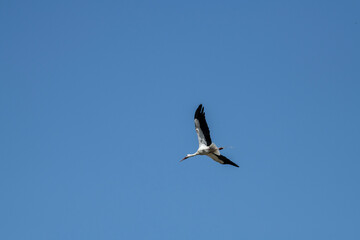 storks fly in families over green fields in search of food