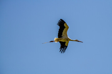 storks fly in families over green fields in search of food