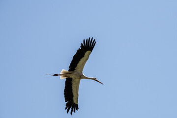 storks fly in families over green fields in search of food