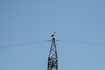 storks fly in families over green fields in search of food