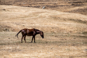horses graze on yellow fields in the mountains of Armenia