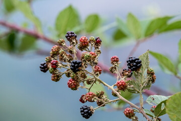 red and black wild blackberry on green and blue background close up