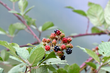 red and black wild blackberry on green and blue background close up