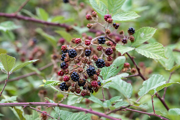 red and black wild blackberry on green and blue background close up
