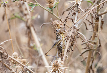 insects close-up on yellow dry grass in the mountains