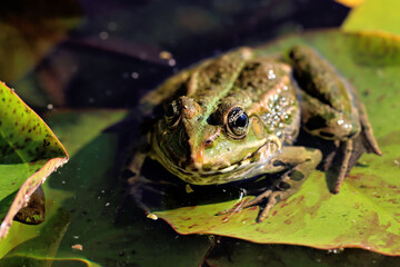 Frog