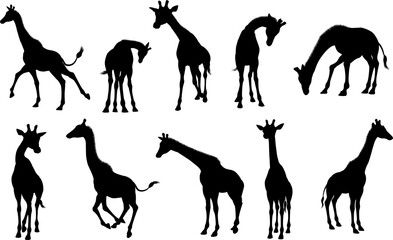 Fototapeta na wymiar A giraffe animal silhouette set 