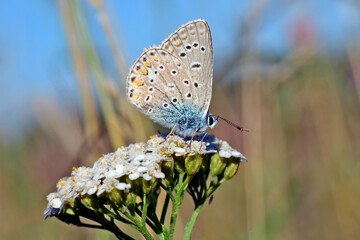 Common blue // Hauhechel-Bläuling (Polyommatus icarus) 