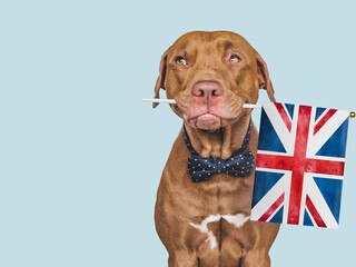 Lovable, pretty dog and British Flag. Closeup, indoors. Studio photo. Congratulations for family,...