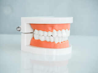 Fototapeta na wymiar Close up of denture tooth, side view ,acrylic human jaw model on white table isolated on grey background. Plastic artificial human teeth for studying oral hygiene in the dental clinic.