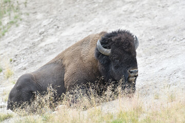 Mighty Bison at Yellowstone National Park USA