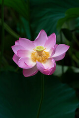 Full blooming lotus