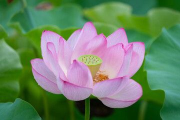 Full bloom lotus