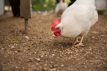 Large white leghorn laying hen pecking at pellets on the ground