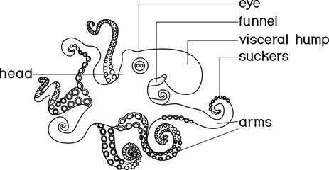 Coloring page with external anatomy of cephalopod mollusc. Structure of octopus for biology lessons