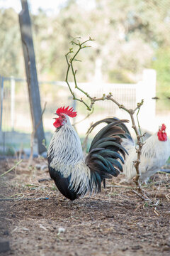 Bantam rooster crowing in the chook yard