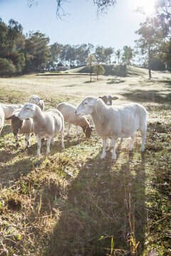 Small flock of sheep in a paddock on a winter morning