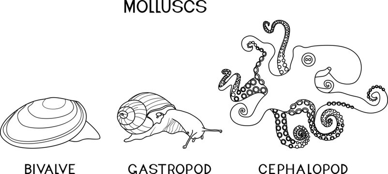 Coloring page with three types of molluscs: cephalopod, gastropod, bivalve. Educational material for biology lesson