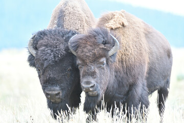 Fototapeta premium Mighty Bison at Yellowstone National Park USA