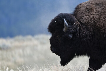 Fototapeta premium Mighty Bison at Yellowstone National Park USA