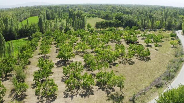 Aerial view of Igdir Irem Vineyards. 4K Footage in Turkey