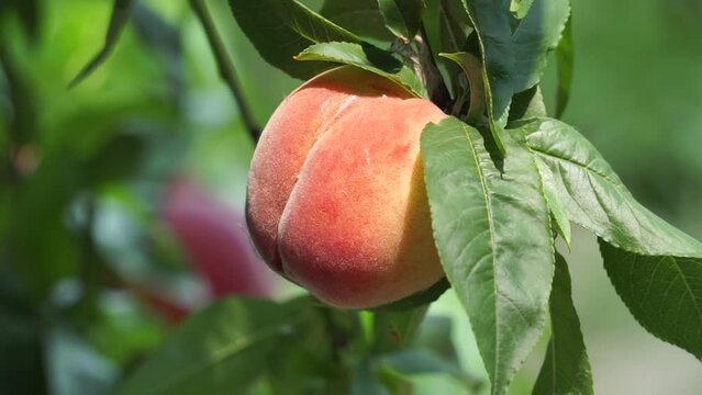 A close-up of a ripe peach