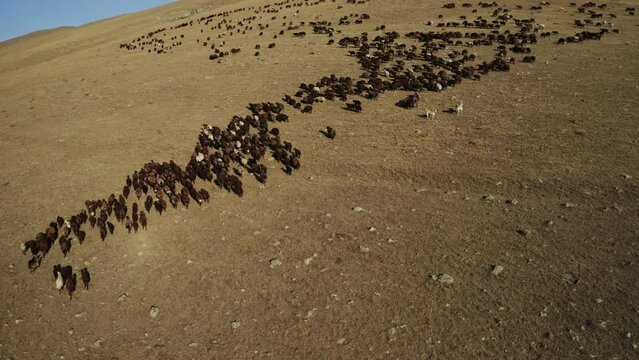Aerial view of herd of sheep in Igdir. 4K footage in Turkey